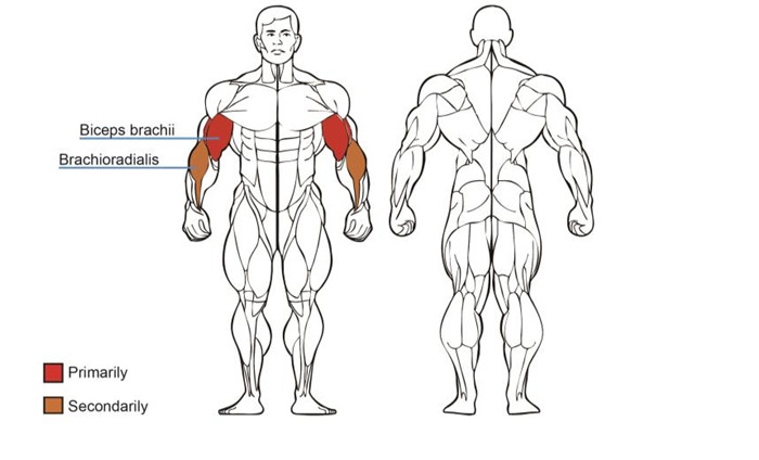 Wholesale Preacher  Curl Machine